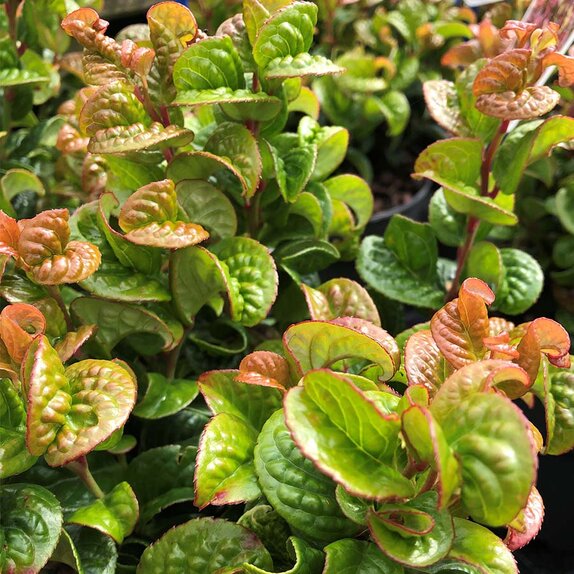 Leucothoe axillaris Curly Red - image 1