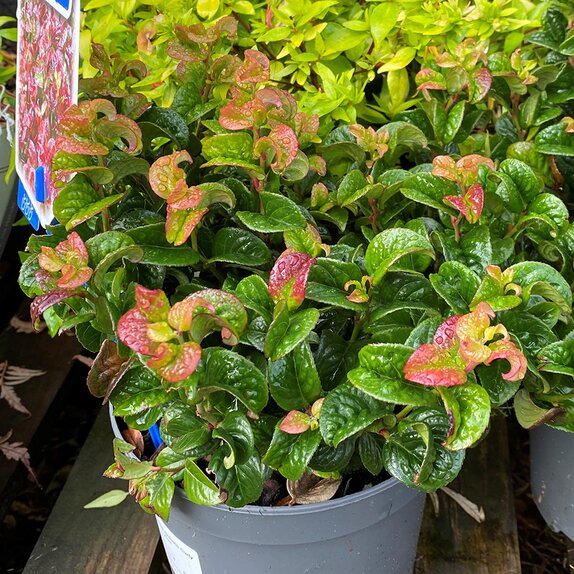 Leucothoe axillaris Curly Red - image 2