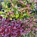 Leucothoe axillaris varieties - image 1