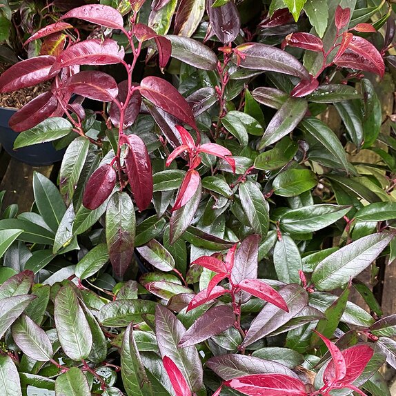 Leucothoe axillaris varieties - image 2