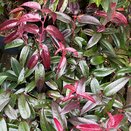 Leucothoe axillaris varieties - image 2