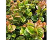 Leucothoe Curly Red