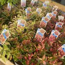Leucothoe in varieties