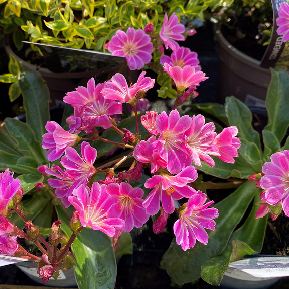 Lewisia cotyledon Safira Tropic Pink