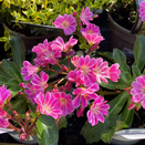 Lewisia cotyledon Safira Tropic Pink