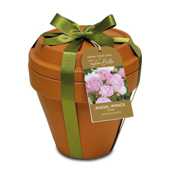 Lidded Terracotta Planter Angel Wings