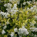Ligustrum Ovalifolium Aureum - Privet