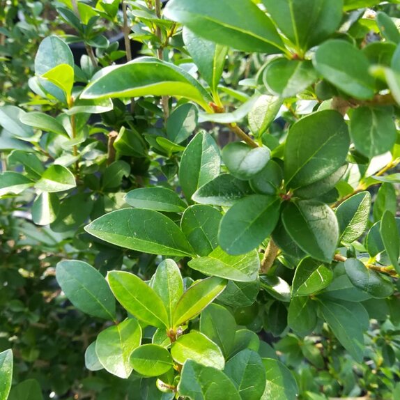 Ligustrum Ovalifolium - Privet - image 1