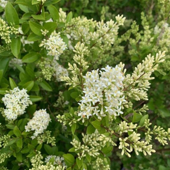 Ligustrum Ovalifolium - Privet - image 2