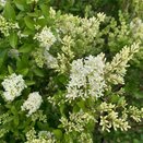 Ligustrum Ovalifolium - Privet - image 2