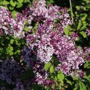 Lilac Syringa Red Pixie 2 litre pot