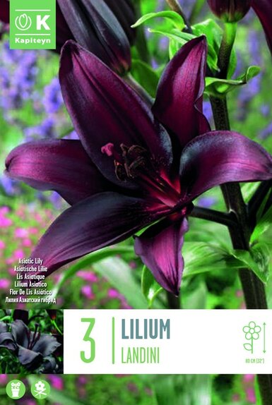 Lilium Asiatic Landini