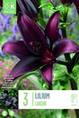 Lilium Asiatic Landini