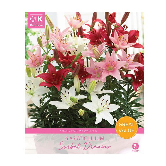 Lilium Asiatic Sorbet Dreams Great Value Pack