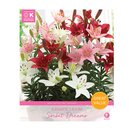 Lilium Asiatic Sorbet Dreams Great Value Pack
