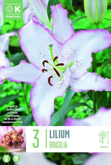 Lilium Brasilia