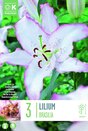 Lilium Brasilia