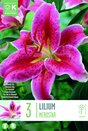 Lilium Merostar