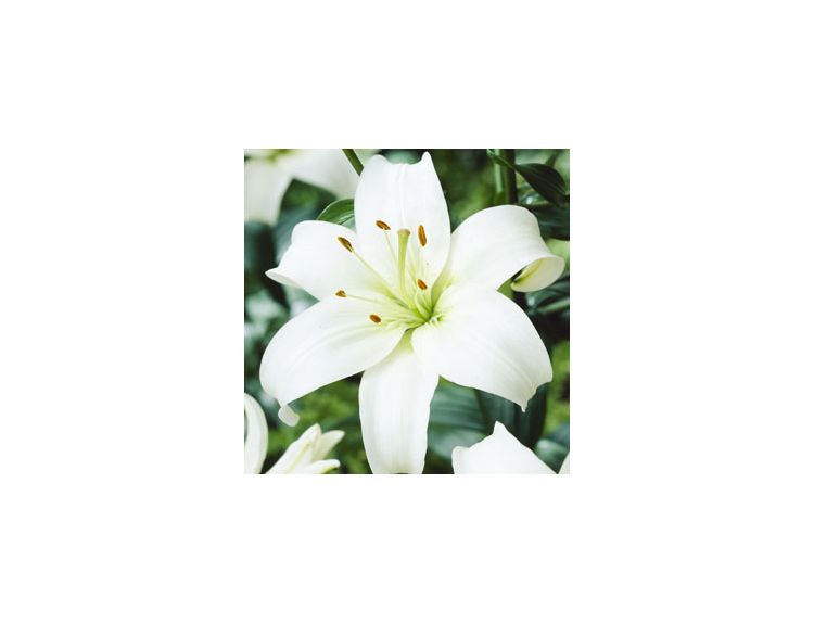 Lilium Navona