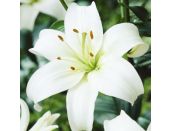 Lilium Navona