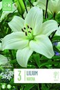 Lilium Navona