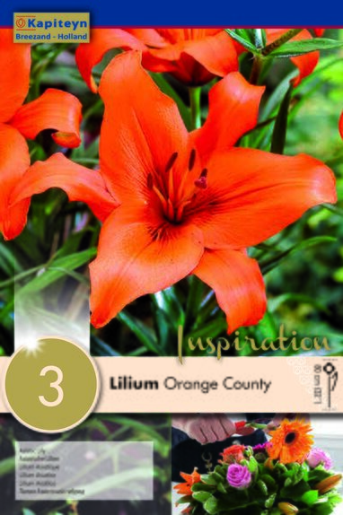 Lilium Orange County