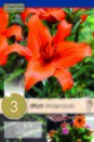 Lilium Orange County