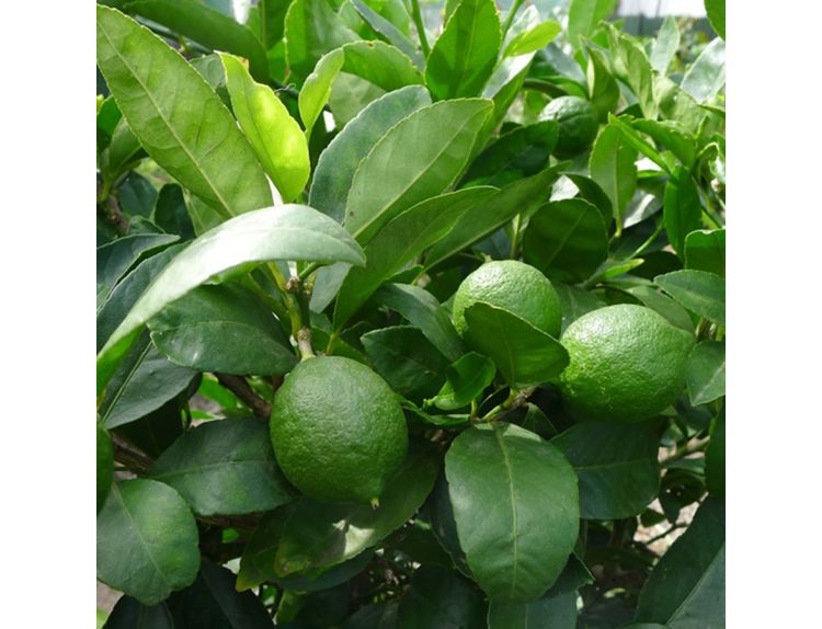 Lime Citrus Tahiti - image 1