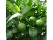 Lime Citrus Tahiti - image 2