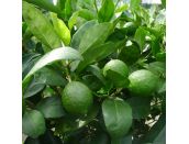 Lime Citrus Tahiti - image 1