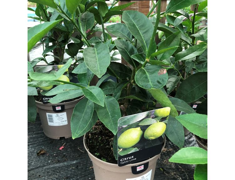 Lime Citrus Tahiti - image 2