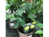 Lime Citrus Tahiti - image 2