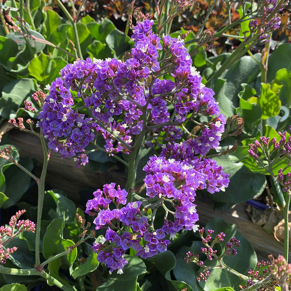 Limonium Salt Lake