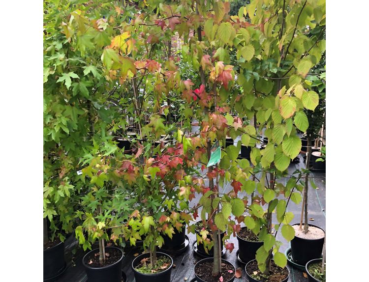 Liquidambar Styraciflua (Sweet Gum) - image 2