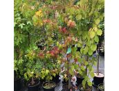 Liquidambar Styraciflua (Sweet Gum) - image 2