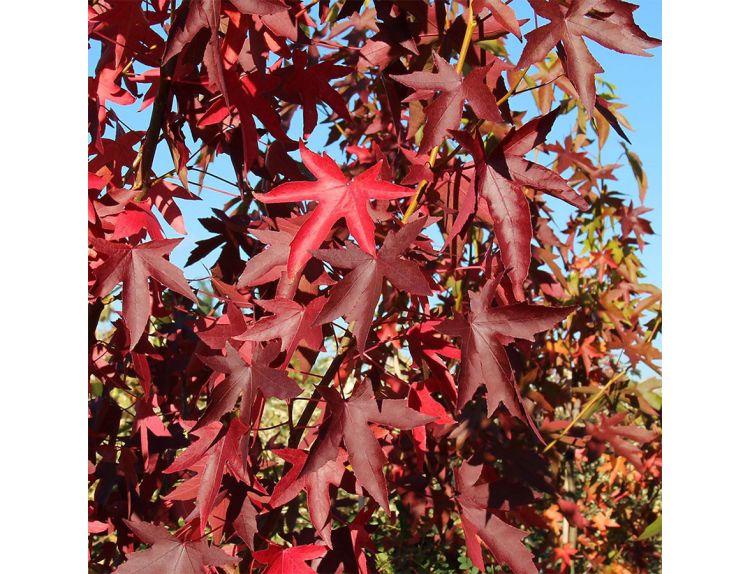 Liquidambar Styraciflua Worplesdon - image 1