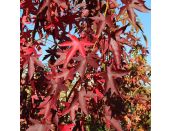 Liquidambar Styraciflua Worplesdon - image 1