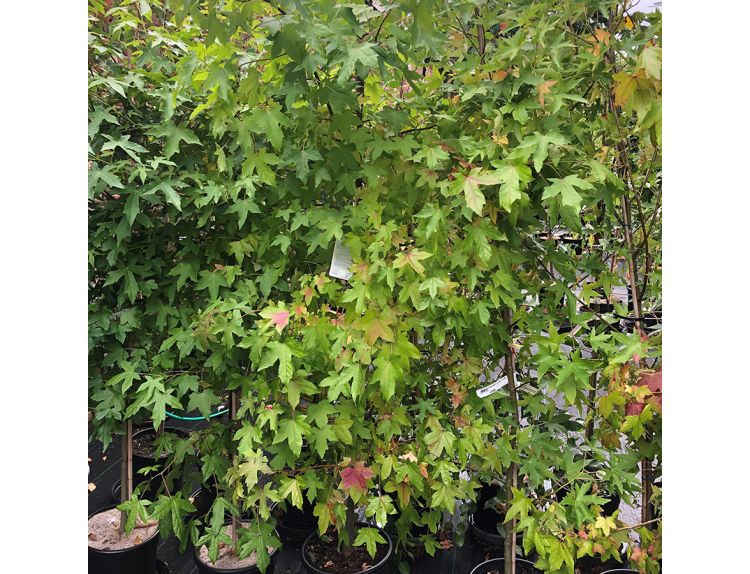 Liquidambar Styraciflua Worplesdon - image 3