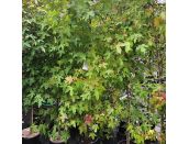 Liquidambar Styraciflua Worplesdon - image 3