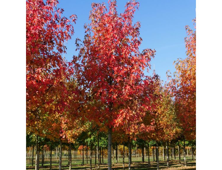 Liquidambar Styraciflua Worplesdon - image 2