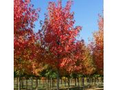 Liquidambar Styraciflua Worplesdon - image 2