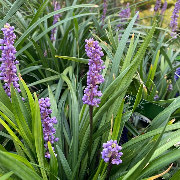 Liriope muscari 'Lilac Wonder' - image 1