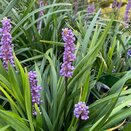 Liriope muscari 'Lilac Wonder' - image 1