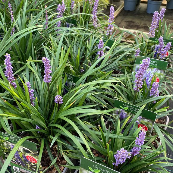 Liriope muscari 'Lilac Wonder' - image 2