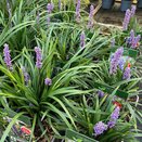 Liriope muscari 'Lilac Wonder' - image 2