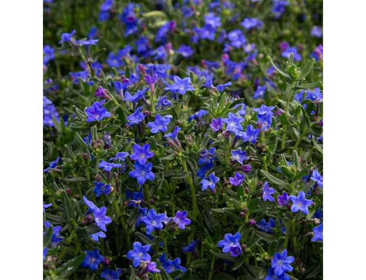 Lithodora diffusa Grace Ward