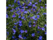 Lithodora diffusa Grace Ward