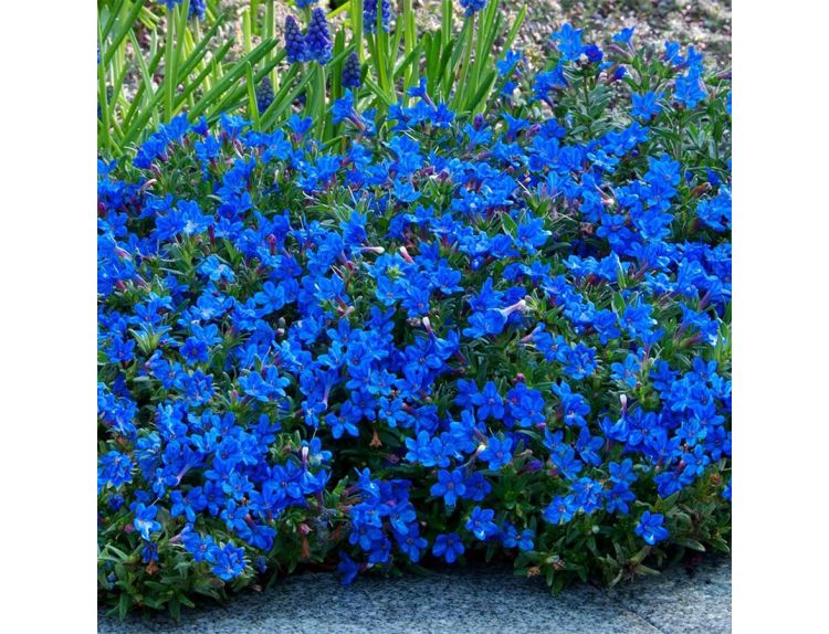 Lithodora diffusa Heavenly Blue