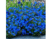 Lithodora diffusa Heavenly Blue