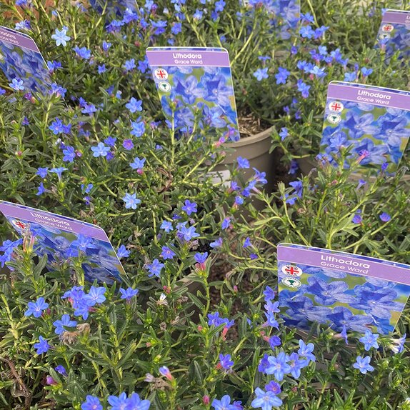 Lithodora Grace Ward
